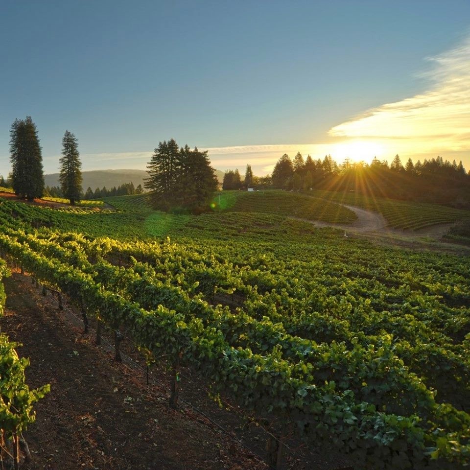 vineyard