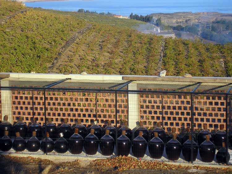 banyuls dessert wine vineyard