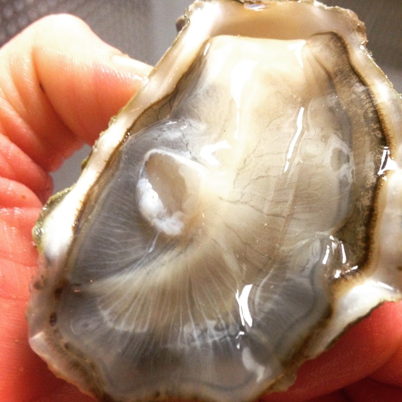 raw oyster freshly sourced for Feast Bistro raw bar in Bozeman, Montana