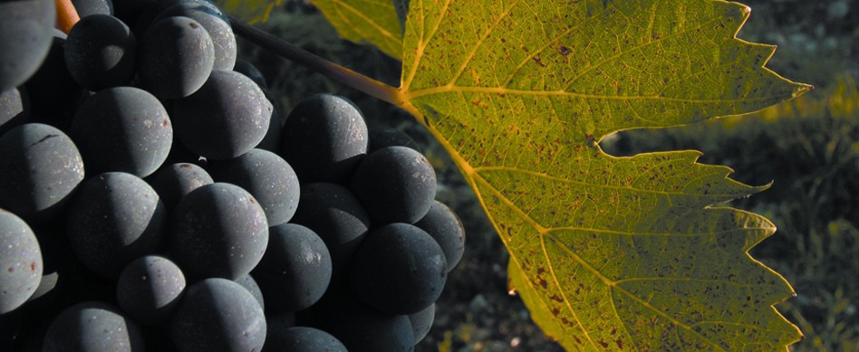 nebbiolo grapes for old world red wine