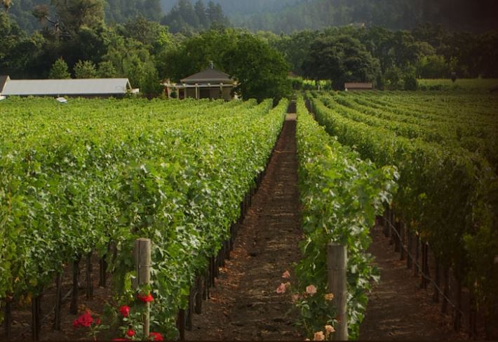 revana vineyard