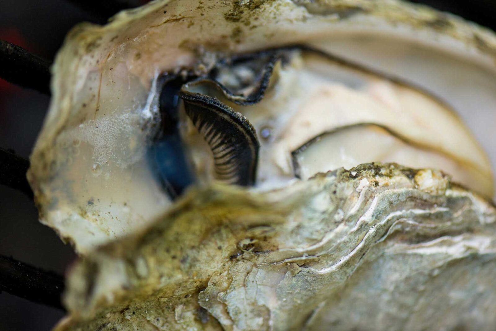 oyster oyster up close at feast bistro in bozeman montana