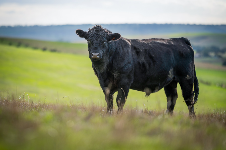 Feast-Montana-Wagyu-Cattle-Company-900×600 Montana Wagyu Cattle Company