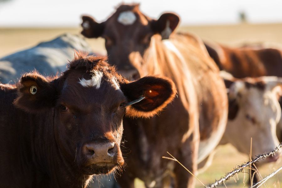 The Great Alone Cattle Company beef cattle