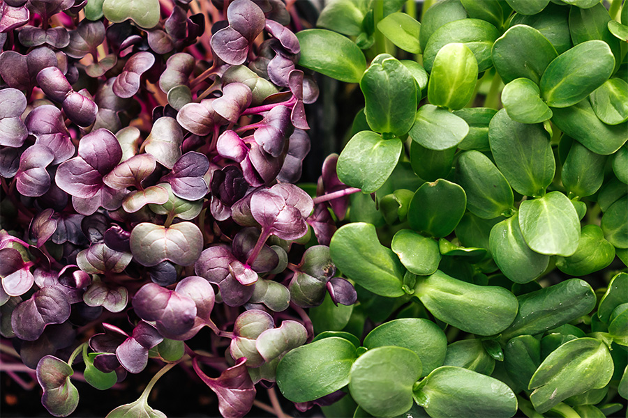 Feast-Bozeman-Cloud-Nine-Farm-Purveyor Feast Bozeman Cloud Nine Farm Microgreens