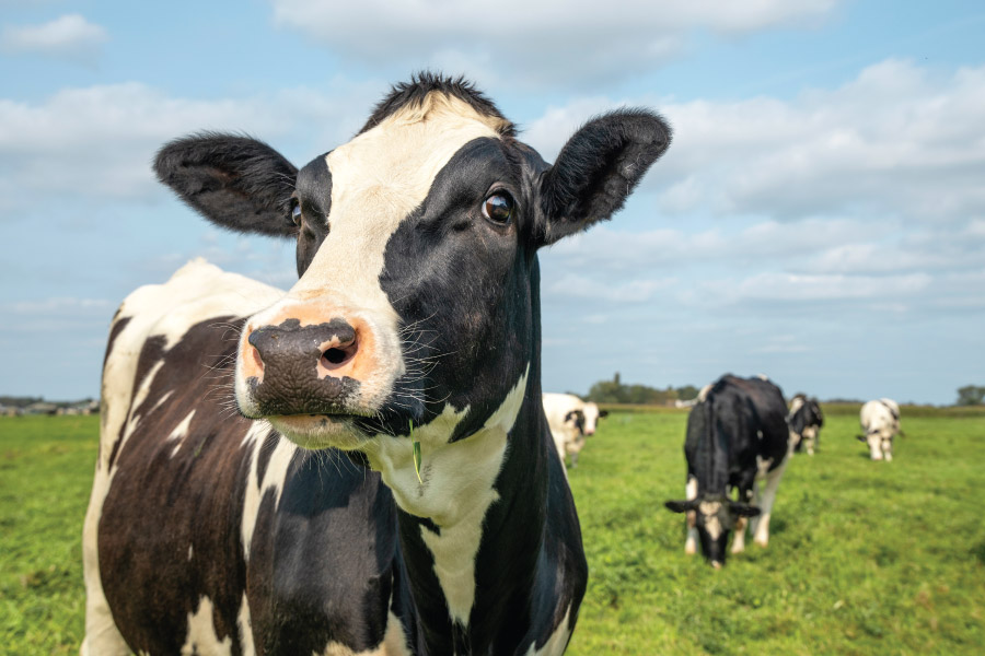 Darigold dairy cow