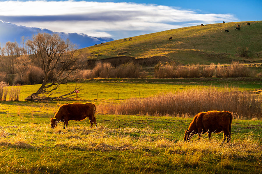 Feast_Bozeman-Treasure_State_to_Plate-Approach_To_Montana_Food Montana cattle graze in field, under partial cloudy sky.